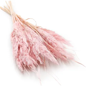 mech-mech.cz Sušená Pampová tráva MINI - Perlová růž 10 ks