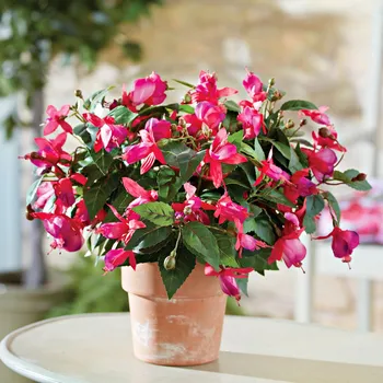 Dámské pantofle 3Pagen 3 kytice fuchsií