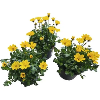Květináč Bidens, dvojzubec FloraSelf Bidens aurea květináč Ø 12 cm