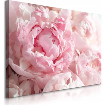 Obraz Obraz pivoňky rostliny květiny příroda obývací pokoj 40x30