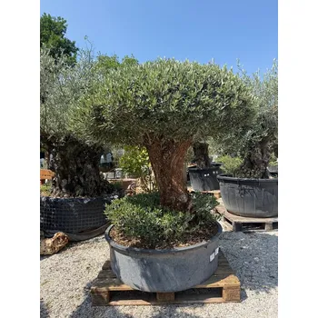 Sazenice Olivovník Evropský PON - CHAMPINON II - PON CHAMPIGNON II