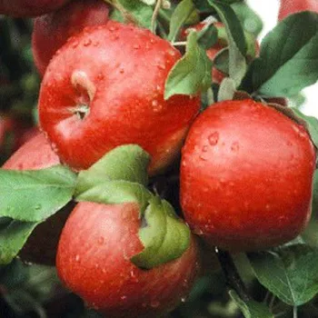 Sazenice JABLOŇ BRAEBURN - Podnož M26