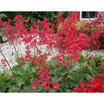 levandule-online.cz Dlužicha krvavá - Heuchera sanguinea ´Leuchtkaefer´