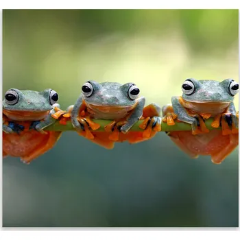 Kuchyňské prkénko Skleněná Ochranná Deska a Krájecí Prkénko | Indukce, Sporák ds-0466