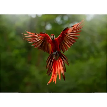 Obraz Skleněná Ochranná Deska a Krájecí Prkénko | Indukce, Sporák ds-0530