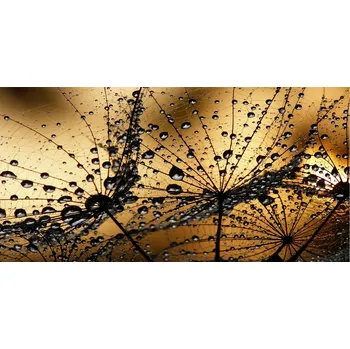 Obraz Kuchyňský panel Semena pampelišky 140x70 cm + LEPIDLO