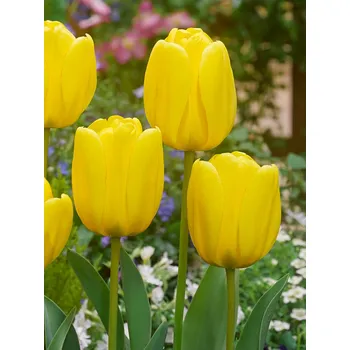 Semeno Tulipán 'Golden apeldoorn' 5 ks