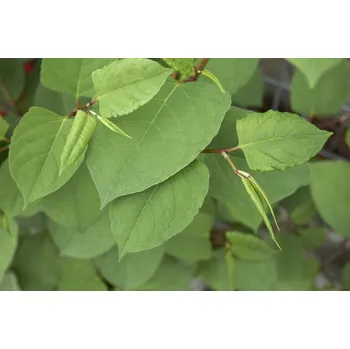 Doplněk stravy STEZA - Tinktura Křídlatka Japonská - EXKLUSIV 5x 50 ml (Tinktura Křídlatka Japonská)