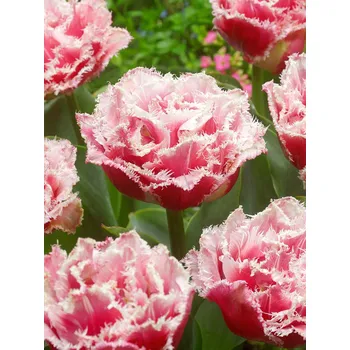 Semeno Tulipán 'Queensland' 5 ks