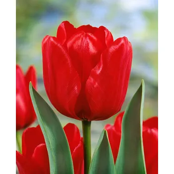 Semeno Tulipán 'Ile de france' 5 ks