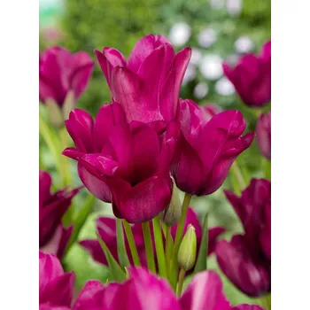 Semeno Tulipán 'Night club' 5 ks