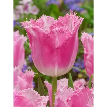 Semeno Tulipán 'Fancy frills' 5 ks