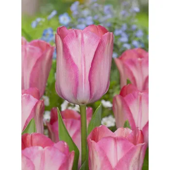 Semeno Tulipán 'Pink sound' 5 ks