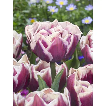 Semeno Tulipán 'Wyndham' 5 ks