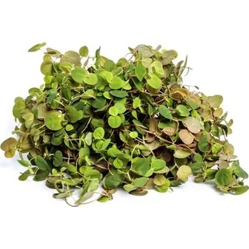 Phyllanthus fluitans