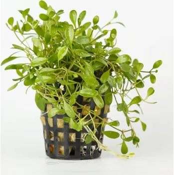 Glossostigma elatinoides