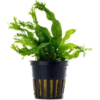 Microsorium windelov