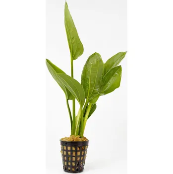 Echinodorus fluitans