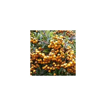 Sazenice Pyracantha coccinea Solei d´Or 25/30 cm