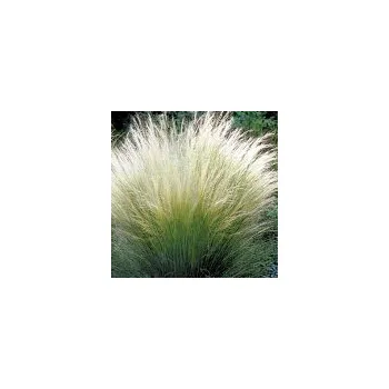 Sazenice Bubla Stipa tenuissima Pony Tails