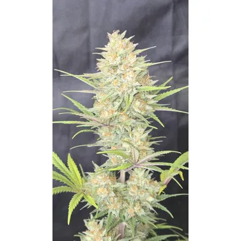 Semeno FastBuds Z-Up Auto Balení: 3ks