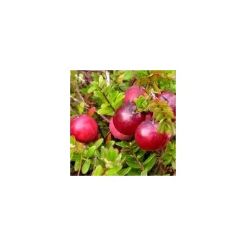 Sazenice Vaccinium macrocarpon Big Pearl 20/30 cm