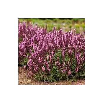 Sazenice Salvia nemorosa Sensation Deep Rose Improved