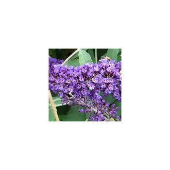 Sazenice Buddleia davidii Orpheus 20/30 cm