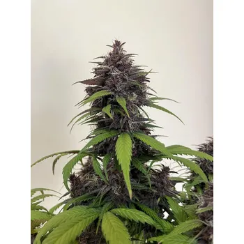 Semeno FastBuds Purple Haze Auto Balení: 3ks