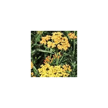 Sazenice Achillea millefolium Milly Rock Yellow Terracotta