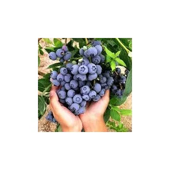 Sazenice Vaccinium corymbosum Nelson 30/40 cm