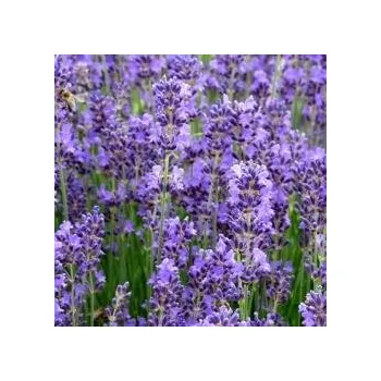 Sazenice Lavandula angustifolia Munstead 10/15 cm, sestřižené