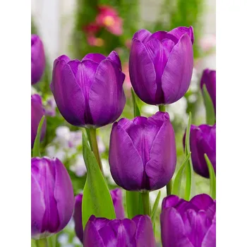 Semeno Tulipán 'Negrita' 5 ks Velikost hlíz: 10/11