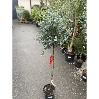 Sazenice EUCALYPTUS GUNNII - na kmínku /170cm - EUC_GUN