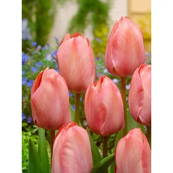 Semeno Tulipán 'Mystic van eijk' 5 ks Velikost hlíz: 10/11