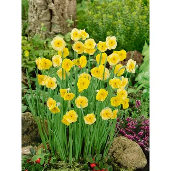 Semeno Narcis 'Sun disc' 5 ks