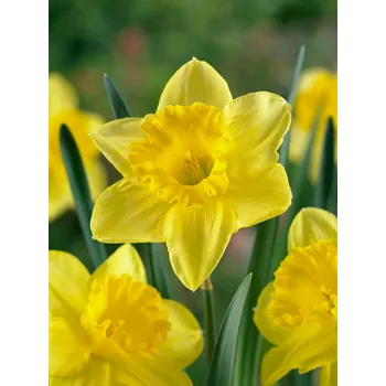 Semeno Narcis 'Carlton' 5 ks Velikost cibulí: 12/14