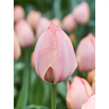 Semeno Tulipán 'Salmon Van Eijk' 5 ks Velikost hlíz: 12+