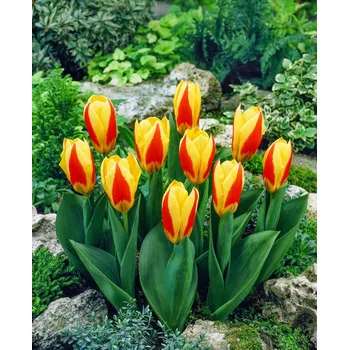 Semeno Tulipán 'Stresa' 5 ks Velikost hlíz: 10/11