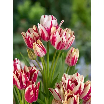 Semeno Tulipán 'Flaming Club' 5 ks