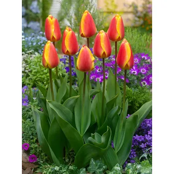 Semeno Tulipán 'Apeldoorns elite' 5 ks Velikost hlíz: 10/11