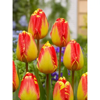 Semeno Tulipán 'Banjaluka' 5 ks Velikost hlíz: 11/12