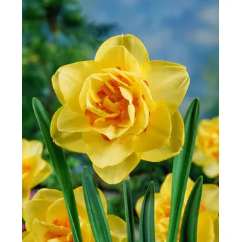 Semeno Narcis 'Tahiti' 5 ks Velikost cibulí: 12/14