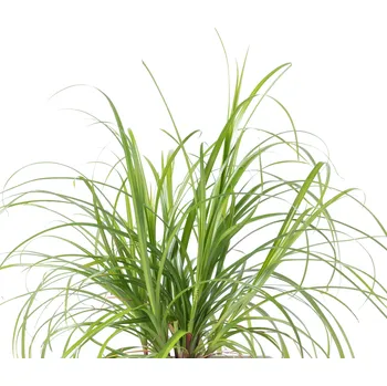 Sazenice Veritable Lingot okrasné rostliny kočičí tráva