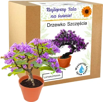 Obraz Dárek bonsaj štěstí, dárek pro tátu, Den otců