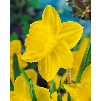 Semeno Narcis 'California' 5 ks Velikost cibulí: 12/14