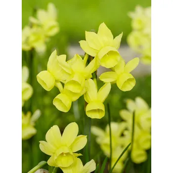 Semeno Narcis 'Angels Whisper' 5 ks