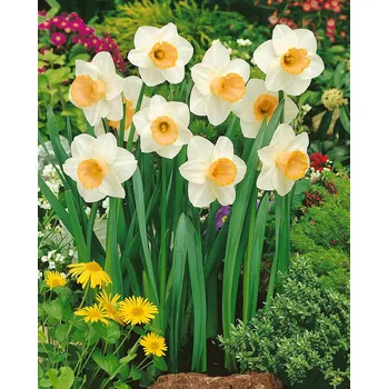 Semeno Narcis 'Salome' 5 ks