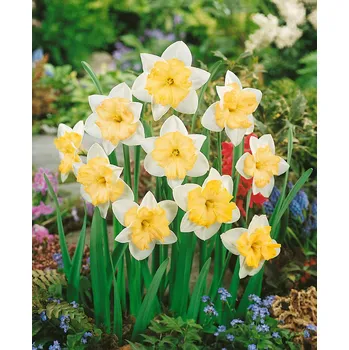 Semeno Narcis 'Changing Colours' 5 ks