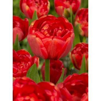 Semeno Tulipán 'Miranda' 5 ks